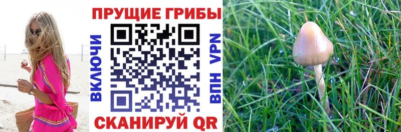 наркота  Темников  Псилоцибиновые грибы GOLDEN TEACHER 